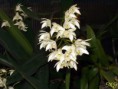 /album/podochileae/dendrobium-kingianum-alba-jpg/